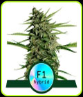 Orion F1 Auto - Royal Queen Seeds