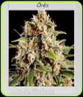 Orka - BlimBurn Seeds