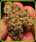 Outlier C Auto - Night Owl Seeds