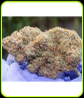 Outlier Z F4 Auto - Night Owl Seeds