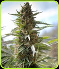 Over Dawg - Medical Seeds