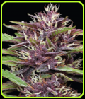 PPD - Humboldt Seed Company
