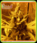 Pak-Man - Kali's Fruitful Cannabis Seeds