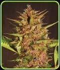 Pakistan Chitra Kush - Ace Seed bank