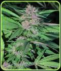 Pakistan Chitral Kush - Cannabiogen Seeds