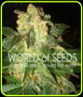 Pakistan Ryder - World of Seeds