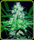 Pakistan Valley - World of Seeds