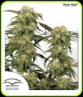 Pamir Gold - Dutch Passion Seeds