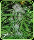 Panama - Cannabiogen Seeds