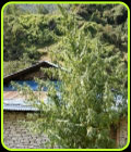 Nepal Annapurna - Ace Seed bank