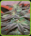 Panama DC - Cannabiogen Seeds