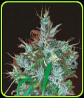 Panama Haze - Ace Seed bank