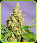 Panama Jack - Norstar Genetics