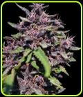 Panama x PCK - Ace Seed bank