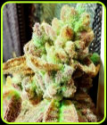 Pancakes N Ice-Cream - Holy Smoke Seeds