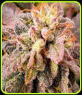 Pancakes S1 - Holy Smoke Seeds