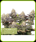 SALE - Panty Punch - Seed Stockers - Seed Stockers