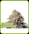 Panty Punch Auto - Seed Stockers