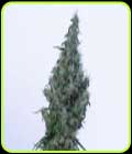 Papaya - V Elementum Seeds