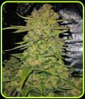 Papaya Cookies Auto - FastBuds