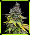 Papaya Cooler - Grateful Seeds