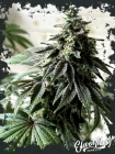 Papaya Krush - ElevenThirty Genetics