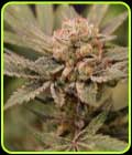 Papaya & Banana - Old School Genetics