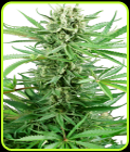 Papi Chulo OG - Sensi Research Seeds