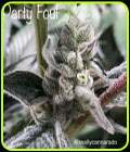 Party Foul - Cannarado Genetics