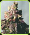 Passion Berry - Cali Connection Seeds