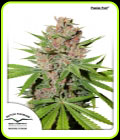 Passion Fruit - Dutch Passion Seeds