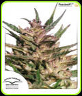 Passion #1 - Dutch Passion Seeds