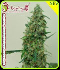 Patel's Cornershop Surprise - Dr Krippling Seeds