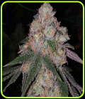 Patrón - The Plug Seedbank