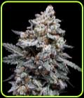 Patrick Swayze Autoflowering - DNA Genetics Seeds