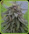 Peach Candy - Medicann Seeds