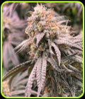 Peach Mac - Spitfire Genetics