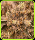 Peach Runtz - Spitfire Genetics