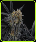 Peach Sherbert OG - Perfect Tree Seeds
