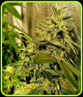 Peach Slaps - Holy Smoke Seeds
