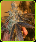 Peach Tart - Fidels Seed Co