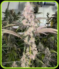 Peaches N' Kush - Fidels Seed Co