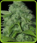 Peak 19 - Sagarmatha Seeds