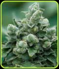 Peanut Butter Breath - Propaganja Seeds