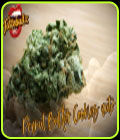 Peanut Butter Cookies Auto - TasteBudz Seeds