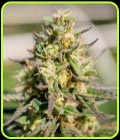 Pellezino - Terp Hogz GeneticZ