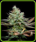 Pennywise - Subcools The Dank