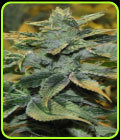 Pepe Le Dank - Gage Green Group