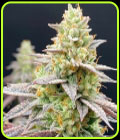 Perfect Triangle x Peach Ozz - Perfect Tree Seeds