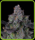 Perzimmon - Compound Genetics